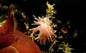 Nudi Breton