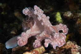 Nudi chamallow rose