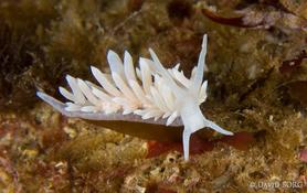 Nudi encore