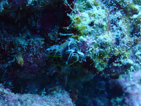 nudi mais lequel?