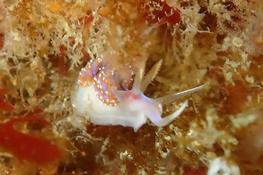 Nudi Ouessant, Facelina auriculata ?