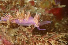 Nudi Ouessant, Flabellina pedata ?