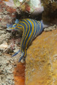 Nudi villanfranca ?