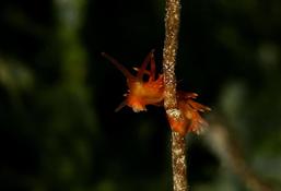 Nudibranch ID