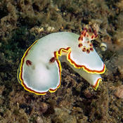 Nudibranch Pacific Ocean Mexique