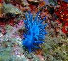 Nudibranche ?