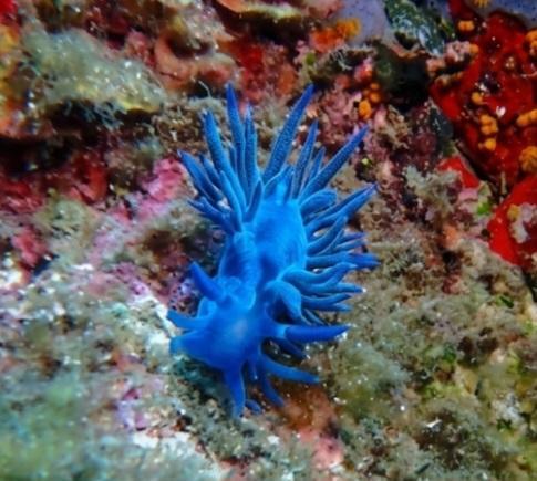 Nudibranche ?