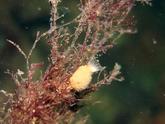 nudibranche  ?