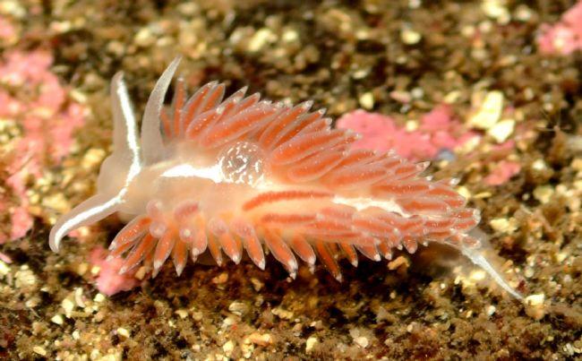 Nudibranche 