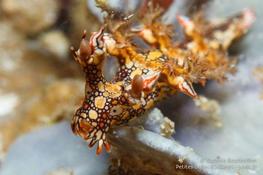 Nudibranche