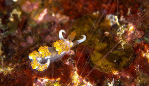 nudibranche ?