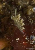 Nudibranche 2