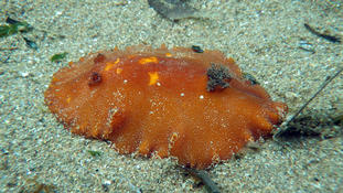 Nudibranche?