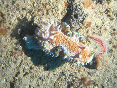 Nudibranche