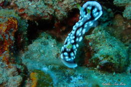 Nudibranche