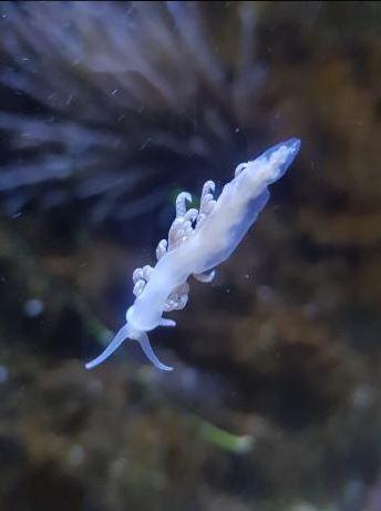 nudibranche