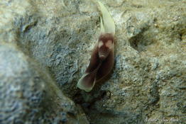 Nudibranche