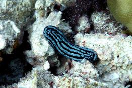 Nudibranche