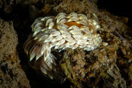 Nudibranche