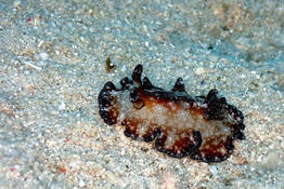 Nudibranche ? 