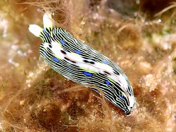 Nudibranche