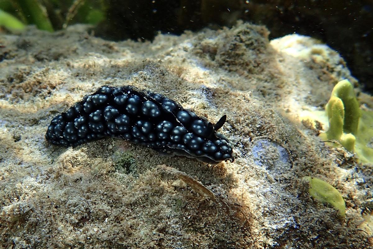 Nudibranche  ?