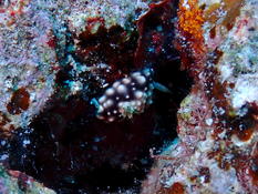 Nudibranche