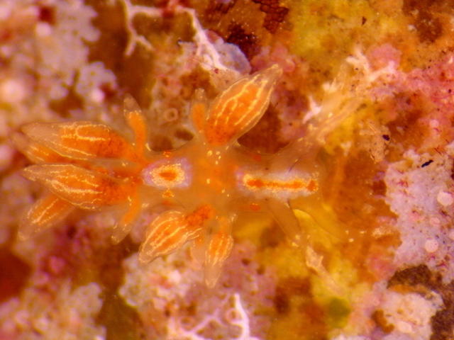 Nudibranche à cocarde (caraïbes)