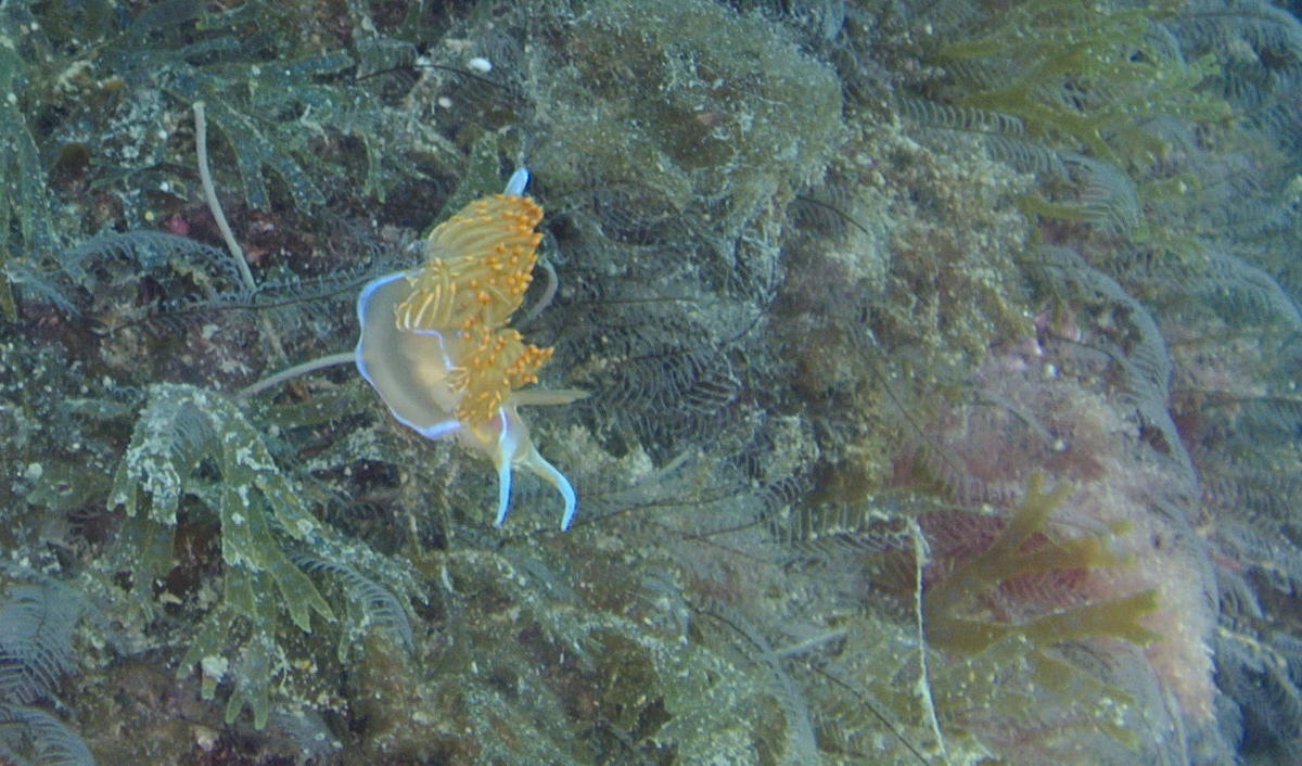 Nudibranche à identifier