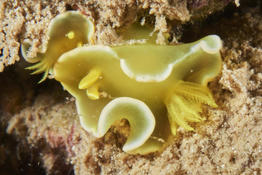 Nudibranche à identifier