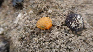 Nudibranche à identifier