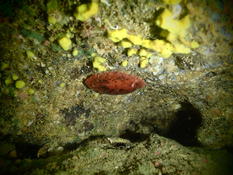 Nudibranche à identifier Baie de Biscaye