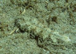 Nudibranche a Madagascar