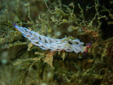 Nudibranche Aeolid