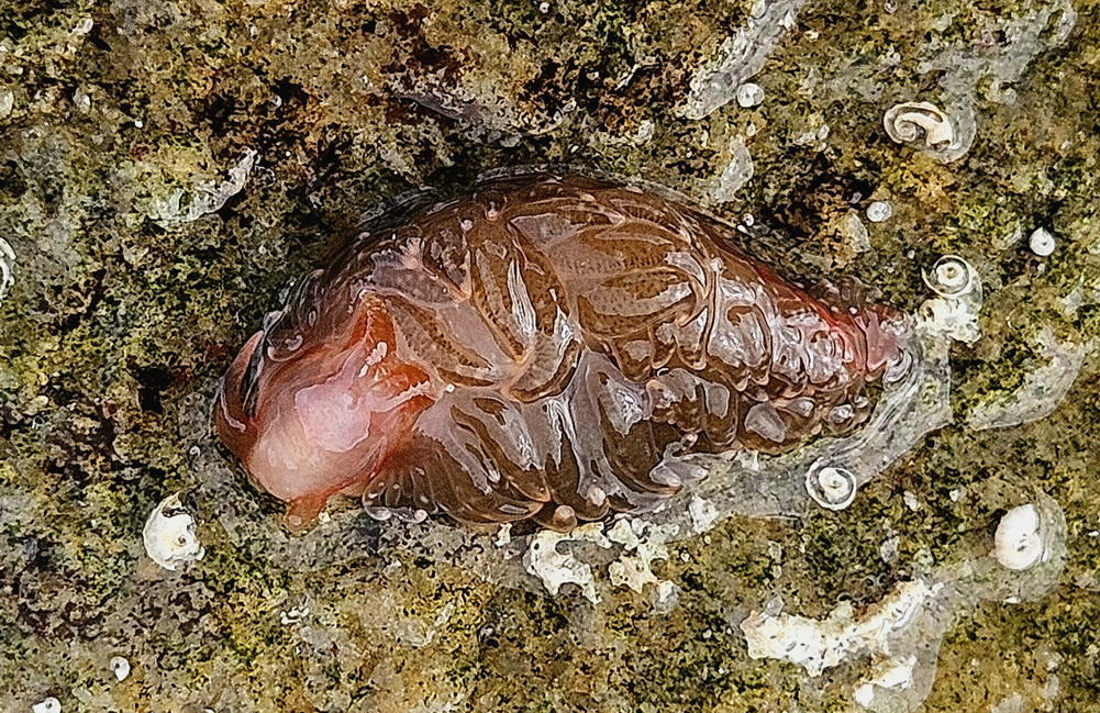 nudibranche aéolidien à identifier