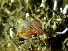 Nudibranche Amphorina farrani ?