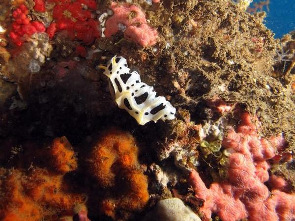 Nudibranche balinais