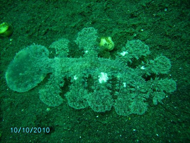 Nudibranche balinais