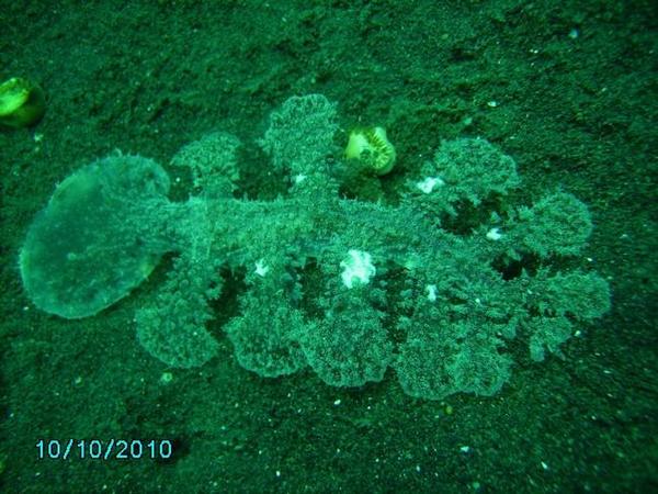 Nudibranche balinais