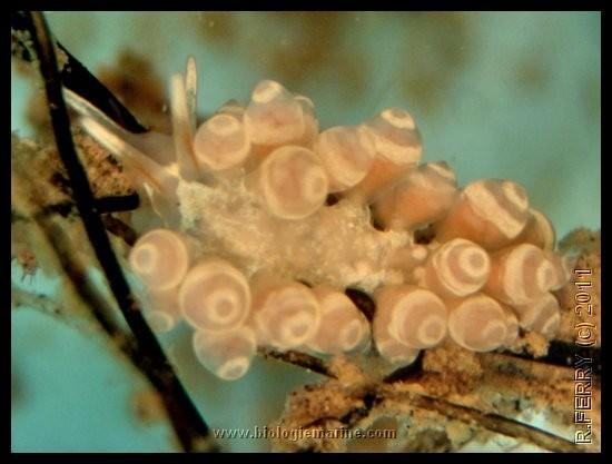 Nudibranche boudins rose ? (caraïbes)