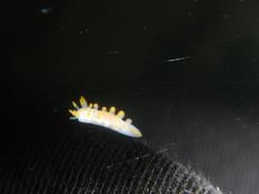 Nudibranche breton