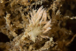 Nudibranche breton