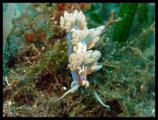 Nudibranche (caraïbes)