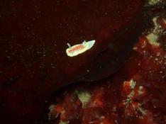 nudibranche carantec