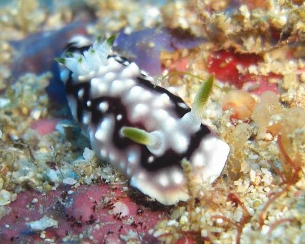 Nudibranche Chromodoris Géométrica ?