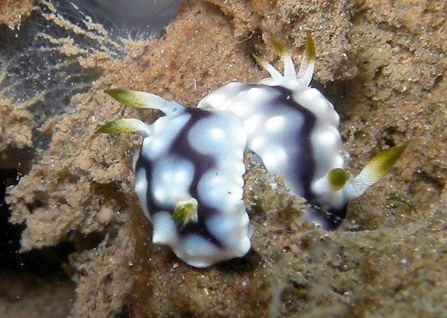 bonjour, depuis quelques plongées (disons deux semaines), nous apercevons systématiquement plusieurs specimens d'une même espèce (un exemple ici, m...