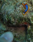 Nudibranche chromodoris hamiltoni ?