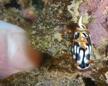 nudibranche Chromodoris Strigata ?