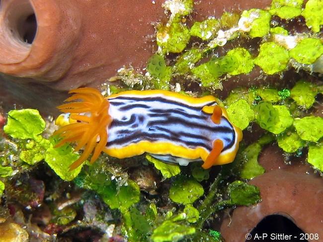 <em>Chromodoris strigata</em> sans aucun hésitation ? :-)