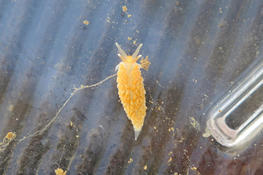 Nudibranche Coryphella verrucosa
